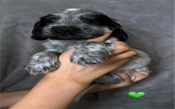 Cocker Spaniel dogs for sale: Show type Cocker spaniel puppies blue roan - Image 11