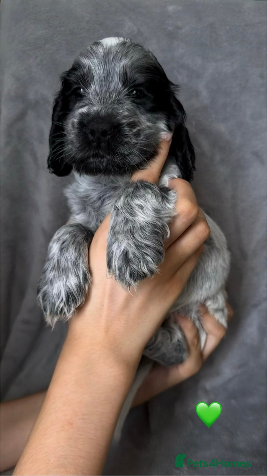 Cocker Spaniel dogs for sale: Show type Cocker spaniel puppies blue roan - Image 11
