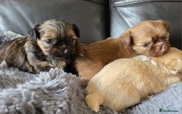 Shih Tzu dogs for sale: Stunning Rare Brindle Imperial Shih Tzu puppies - Image 40