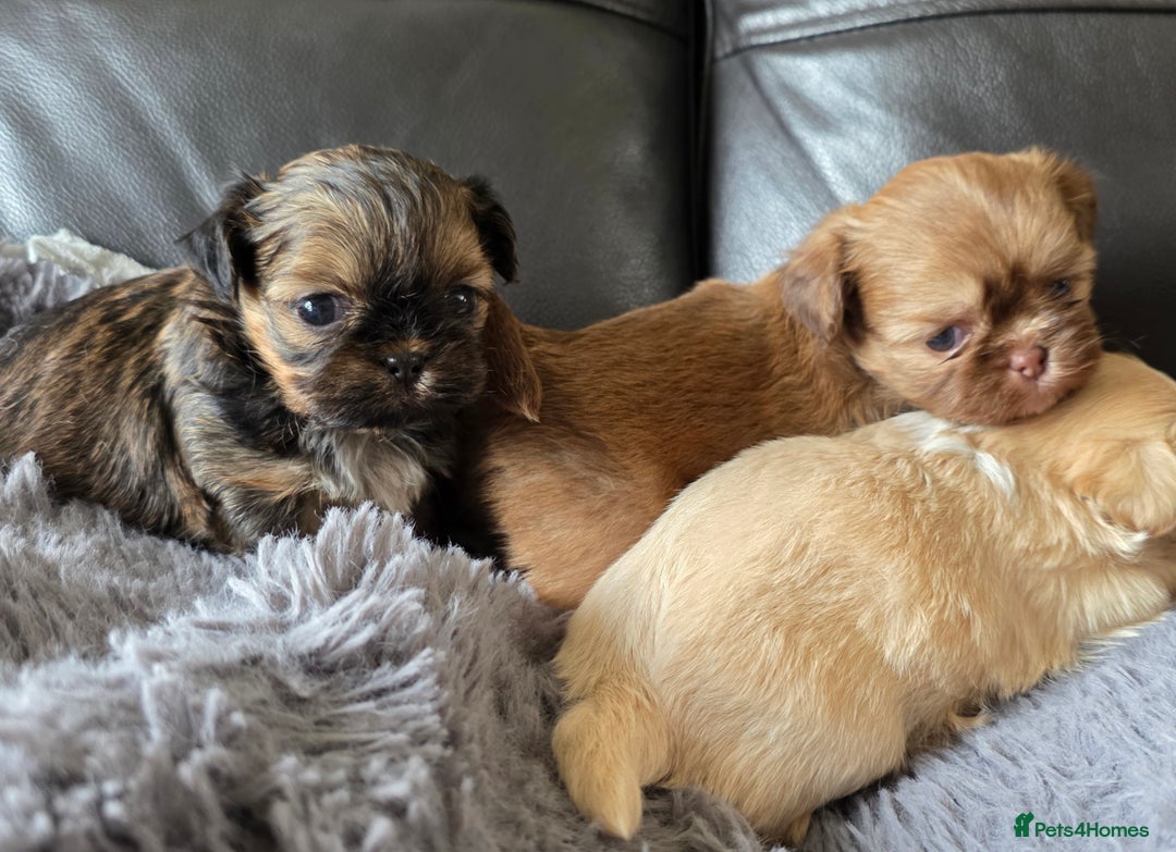 Shih Tzu dogs for sale: Stunning Rare Brindle Imperial Shih Tzu puppies - Image 40