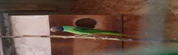 Parakeets birds for sale: Slaty Headed Parakeet in Plymouth - Advert 4