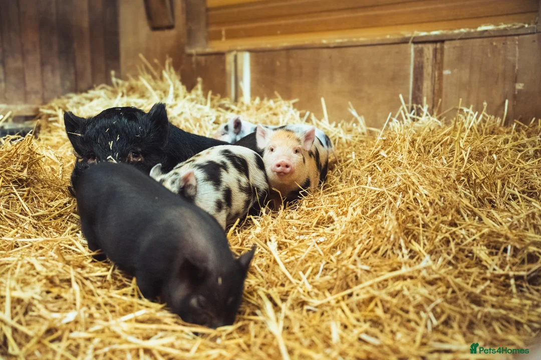 Pig livestock for sale: 5 Miniature Micro Piglets - Advert 3