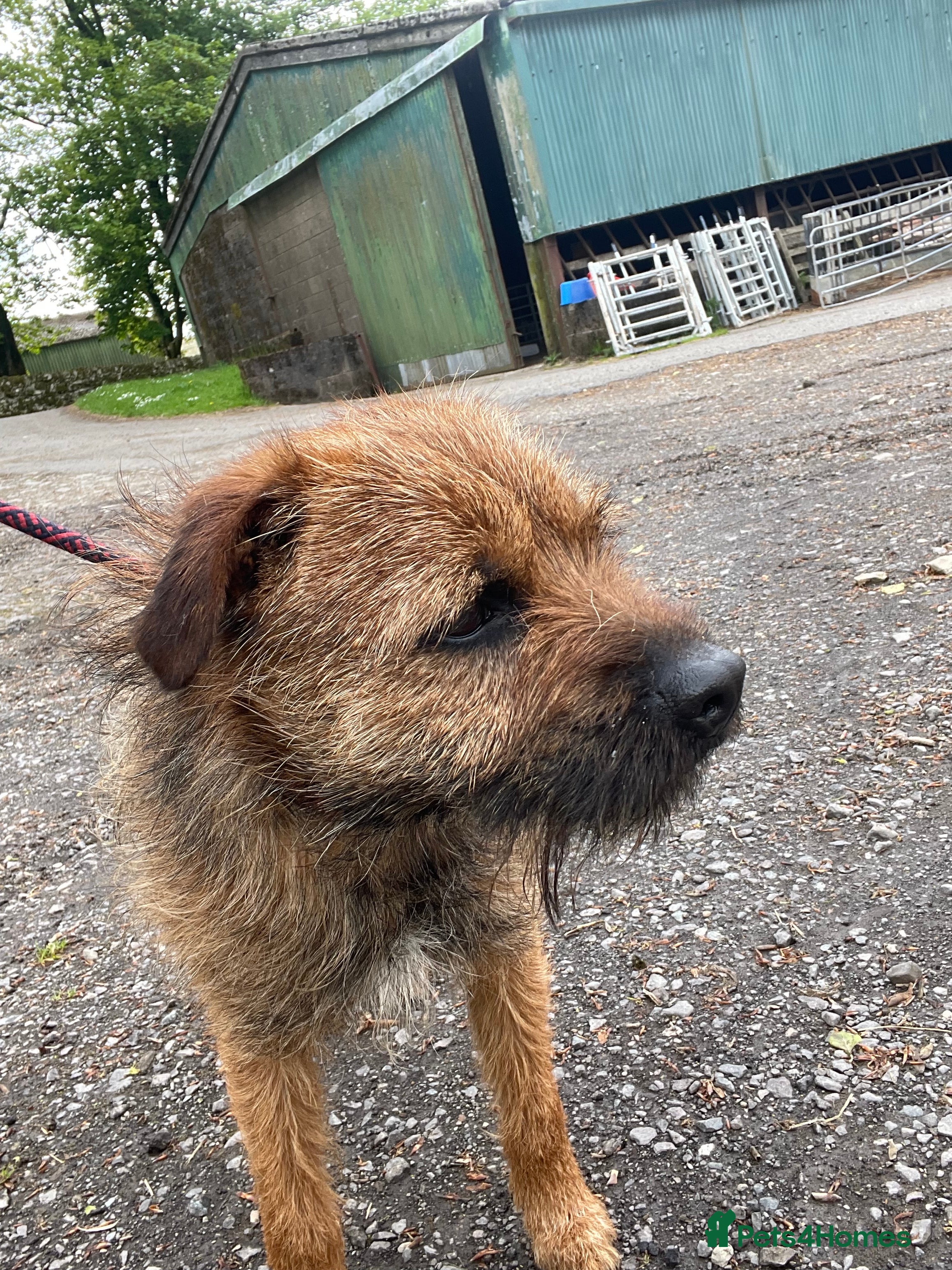 Border Terrier dogs Border terrier for stud - Advert 4