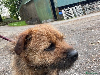 Border Terrier dogs in Lockerbie - Advert 4