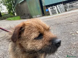 Border Terrier dogs Border terrier for stud - Advert 4