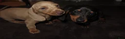 Dachshund dogs for sale: Dachshund puppies - Advert 4