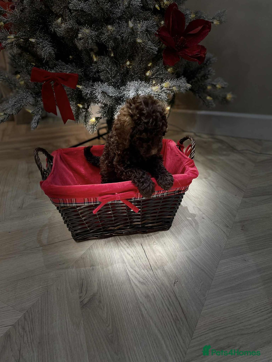 Mini Goldendoodle dogs for sale: LAST 2❗️Miniature goldenoodle pups ready now🏡🌟  - Advert 30