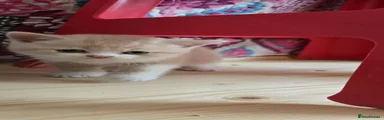 British Shorthair 5