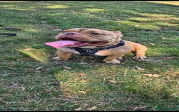Mixed Breed dogs for sale: Pocket bully neutered male  - Image 3