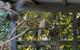 Cockatiels birds for sale: 2 pairs Aviary kept/price for the 2pairs together. - Image 2