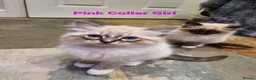Ragdoll cats for sale: Stunning GCCF Registered Ragdoll Kittens. - Advert 7