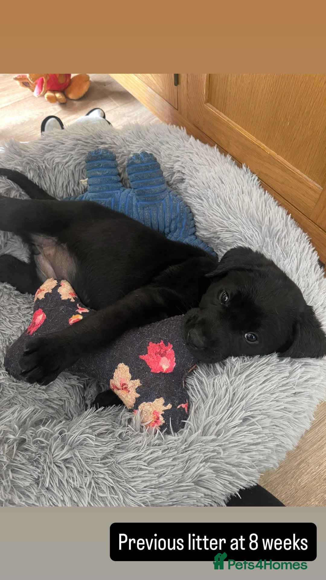 Labrador Retriever dogs for sale: Labrador Retriever Puppies  - Image 5