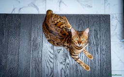 Bengal cats for sale: One of the kind Bengal Female -TICA reg.-Wild look - Image 21