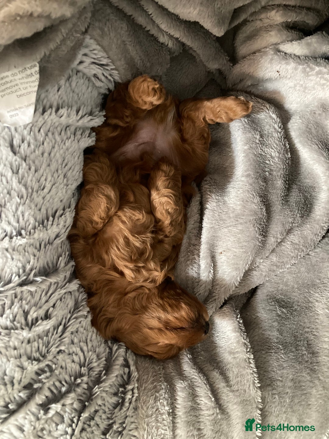 Mixed Breed dogs for sale: COCKAPOO Male and Female fox red  puppies - Image 4
