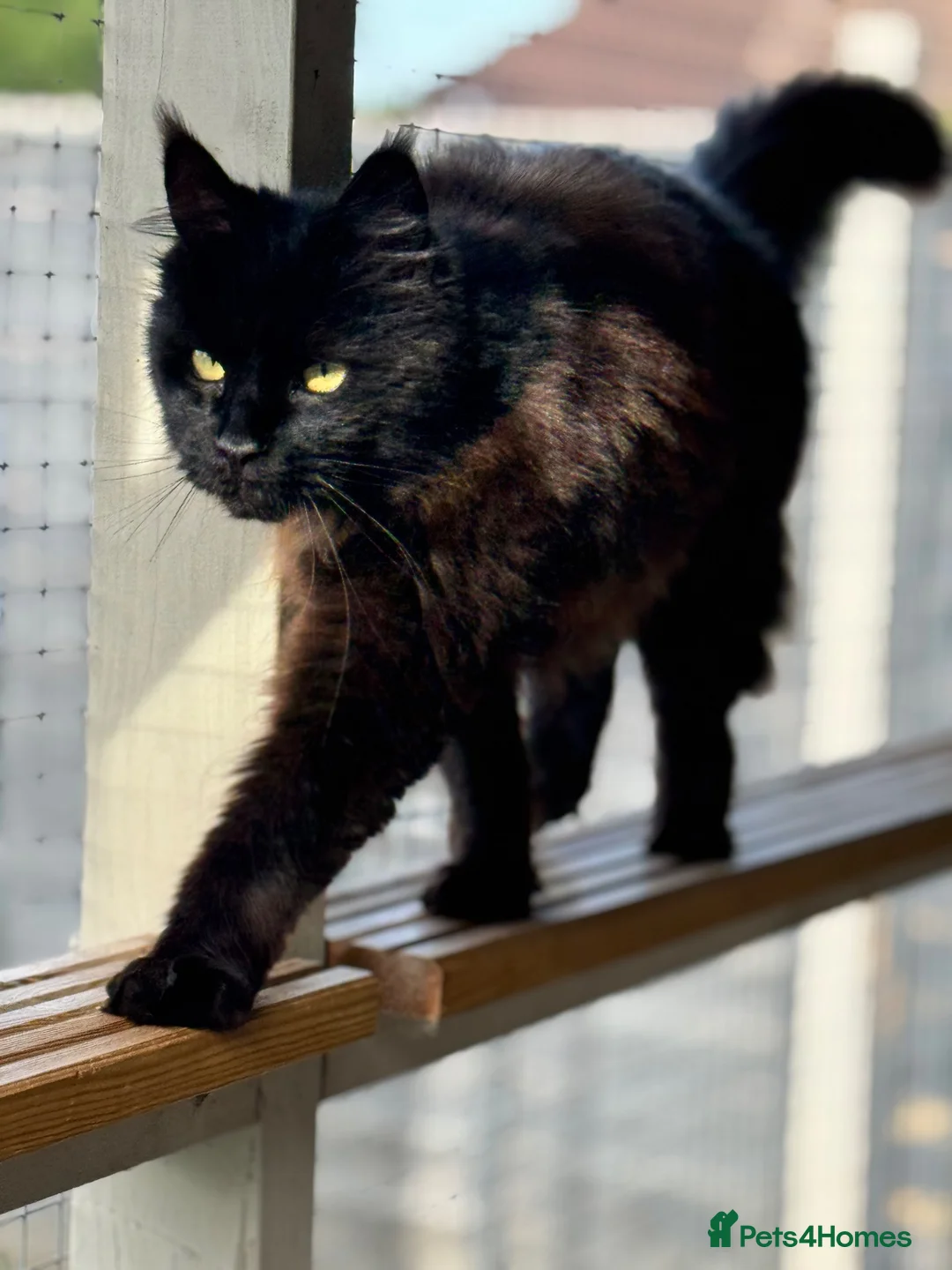 Maine Coon cats for sale: **TICA registered Black Maine Coon Kittens** - Advert 2