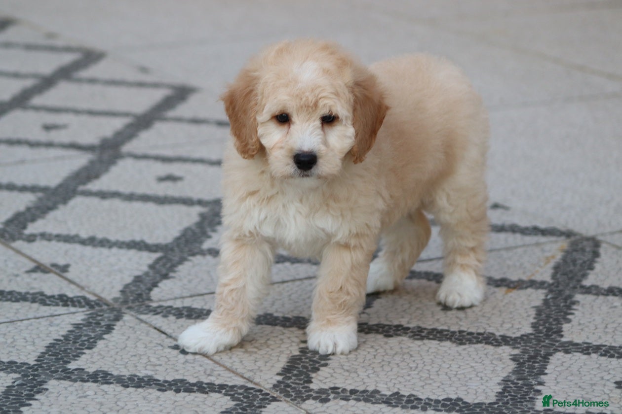 Cavapoochon dogs Cavapochon puppies for sale - Advert 2