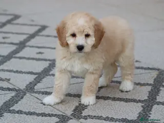 Cavapoochon dogs Cavapochon puppies for sale - Advert 2