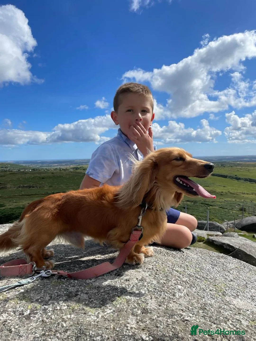 Miniature Dachshund dogs for stud: Quality Cream Long Haired Mini Dachshund in Launceston - Advert 11