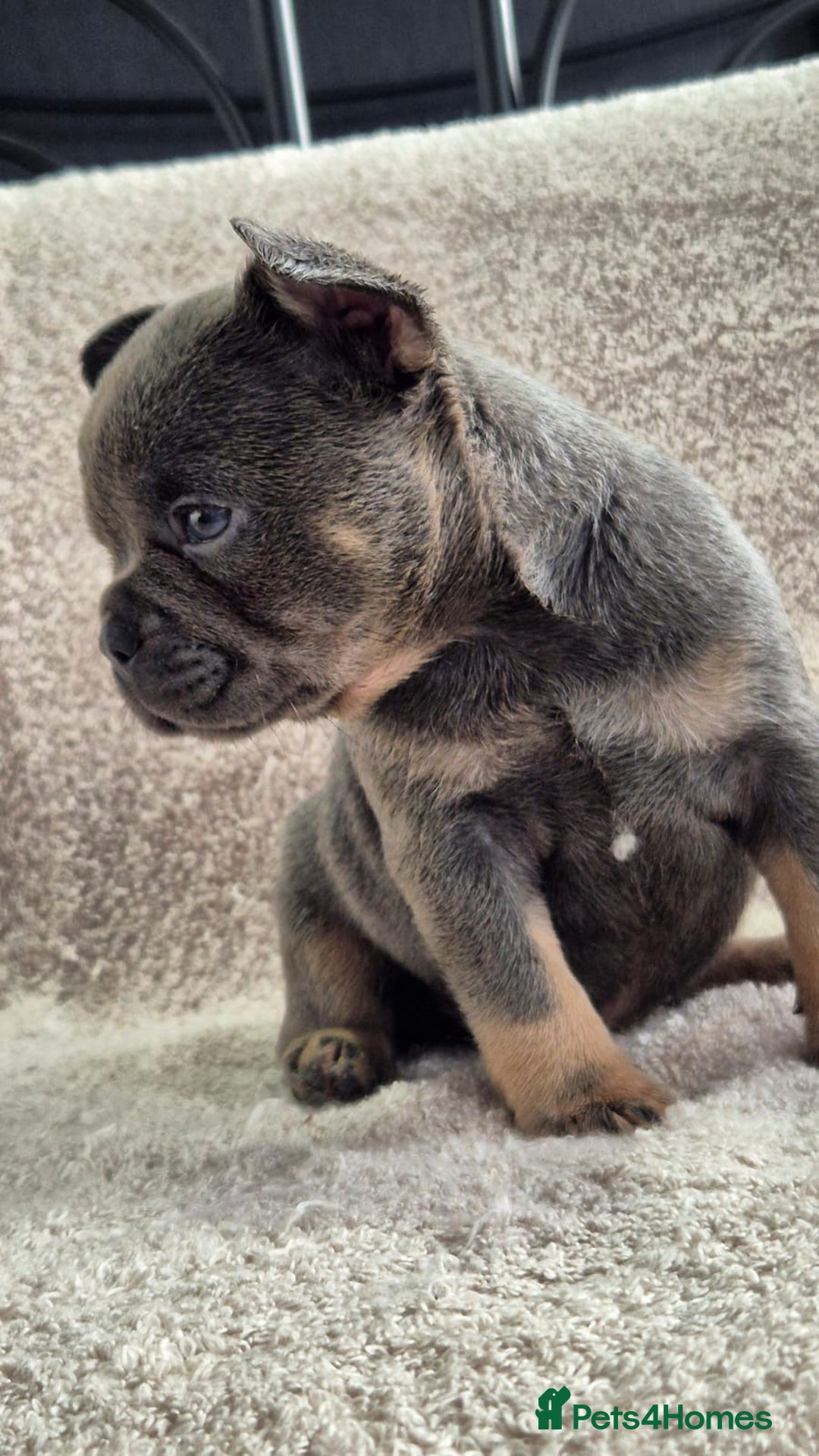 French Bulldog dogs for sale: French Bulldog puppies  - Advert 8