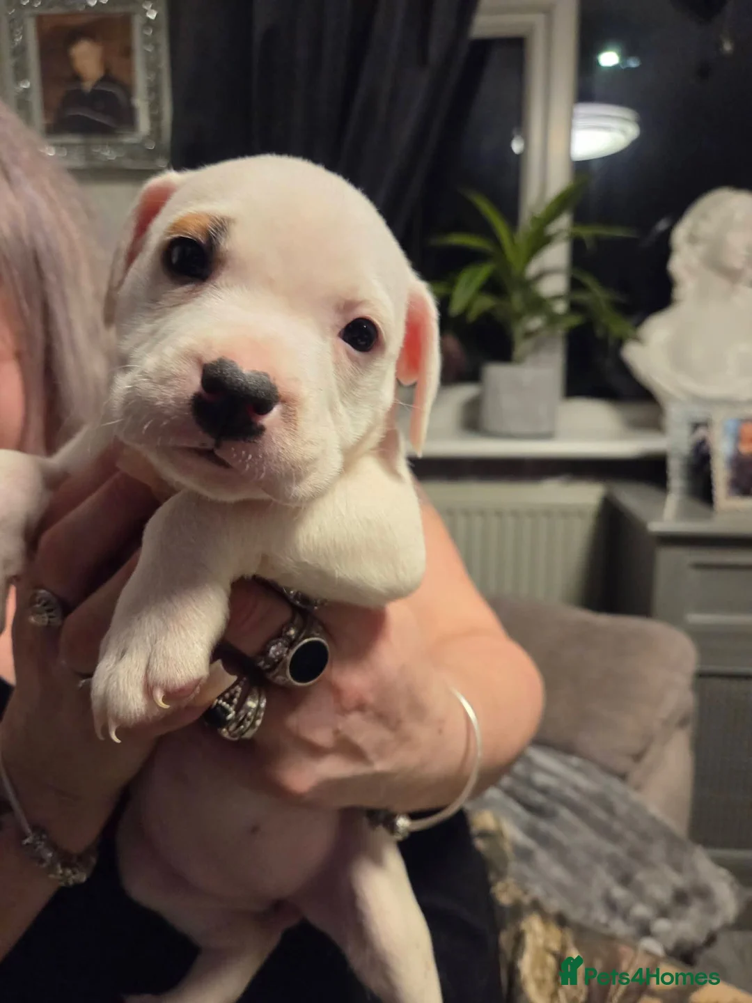Mixed Breed dogs for sale: Irish Staffy x American bulldog puppies  - Advert 4