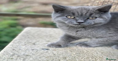 British Shorthair cats - Advert 7