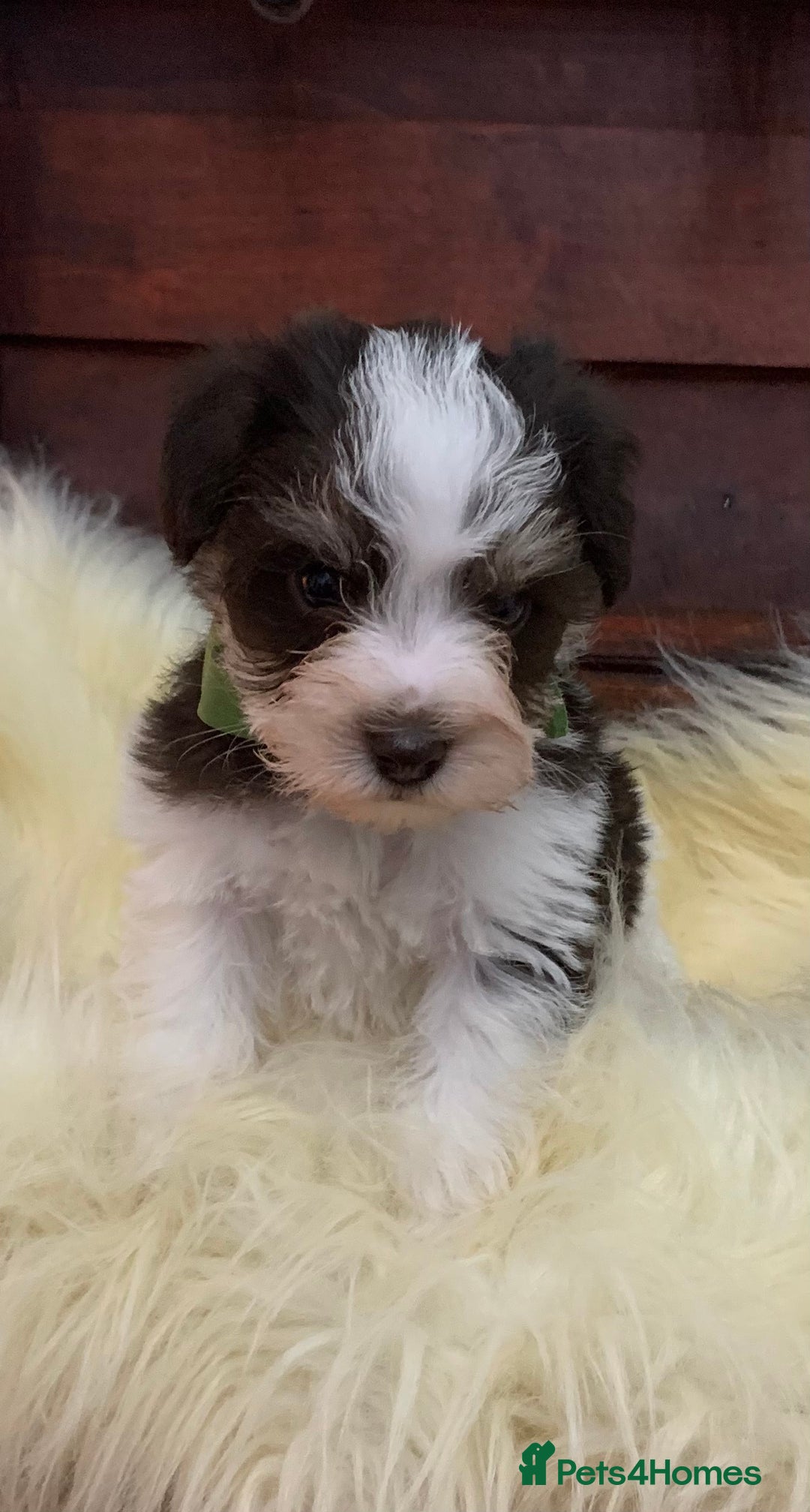 Miniature Schnauzer dogs for sale: 5* LICENSED - KC MINI (TOY) SCHNAUZER CHOCOLATE  - Advert 31