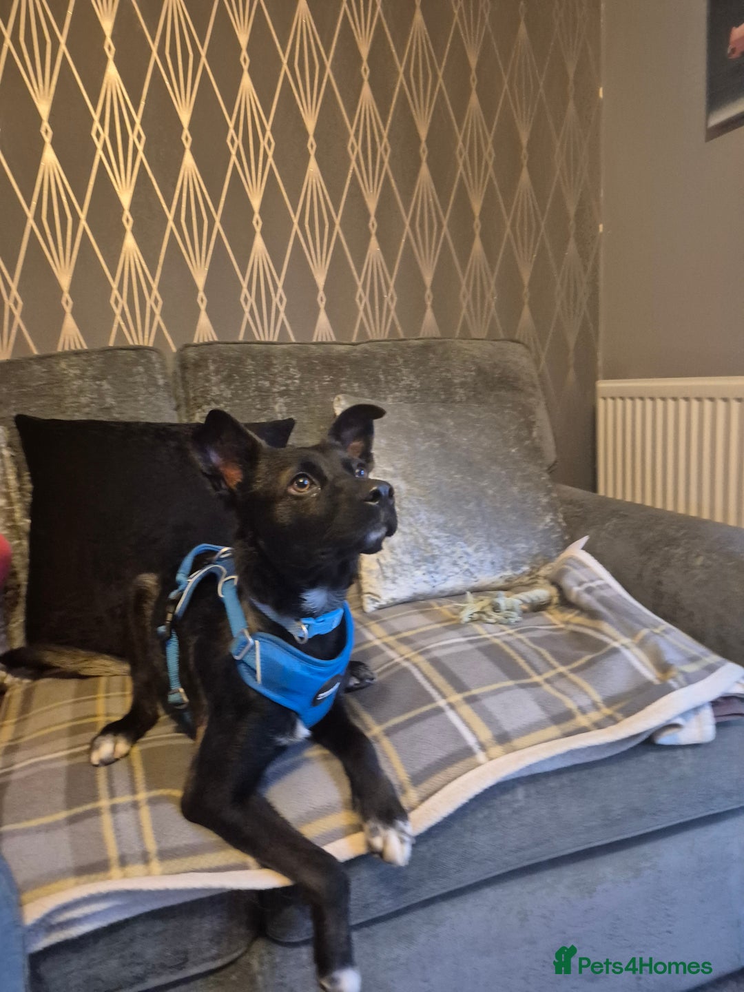 Mixed Breed dogs for adoption: PUPI!  - Advert 2