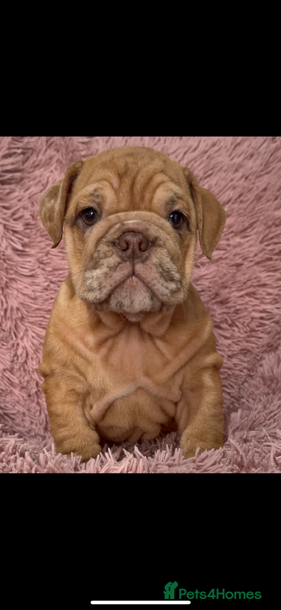 English Bulldog dogs for sale: 6 beautiful DWKC pups for sale  - Image 5