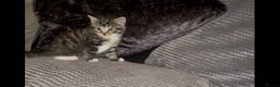 Mixed Breed cats for sale: Siamese x maincoon female kittens  - Advert 6