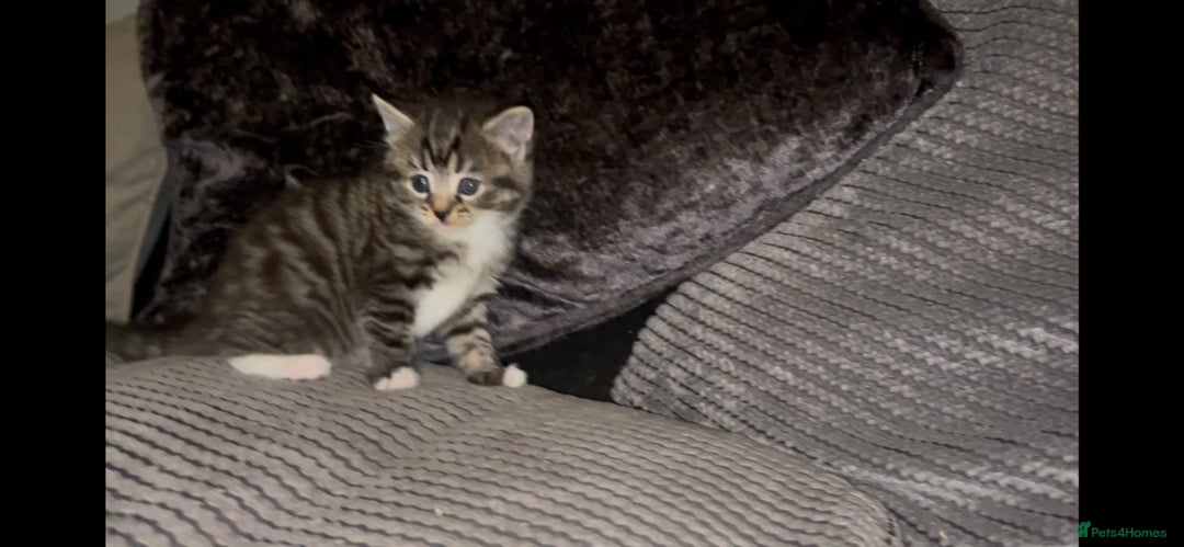 Mixed Breed cats for sale: Siamese x maincoon female kittens  - Advert 6