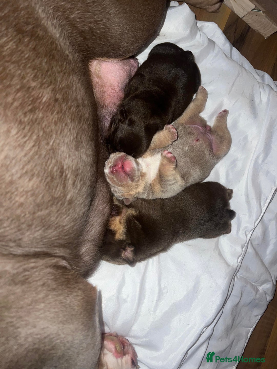 English Bulldog dogs for stud: Chocolate and tan English bulldog  in Sunderland - Image 8