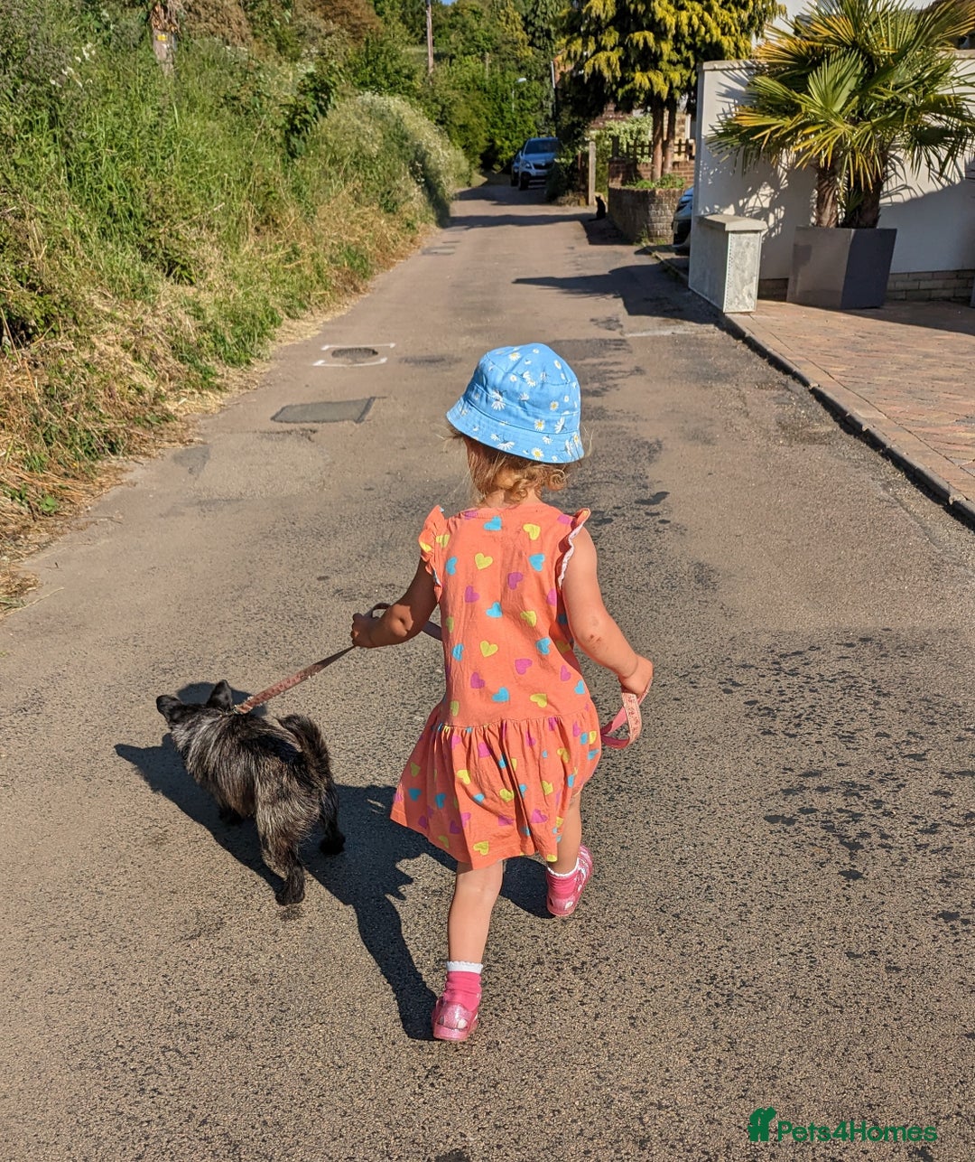 Mixed Breed dogs for sale: 2 year old Pug x westie - Image 6