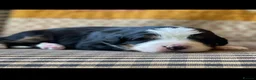 Bernese Mountain Dog dogs for sale: Cute Delighted  Bernese Mountain Puppies  in Folkestone - Advert 14