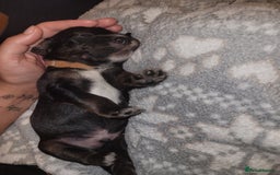 Mixed Breed dogs for sale: Border collie x irish/red setter puppies - Image 22