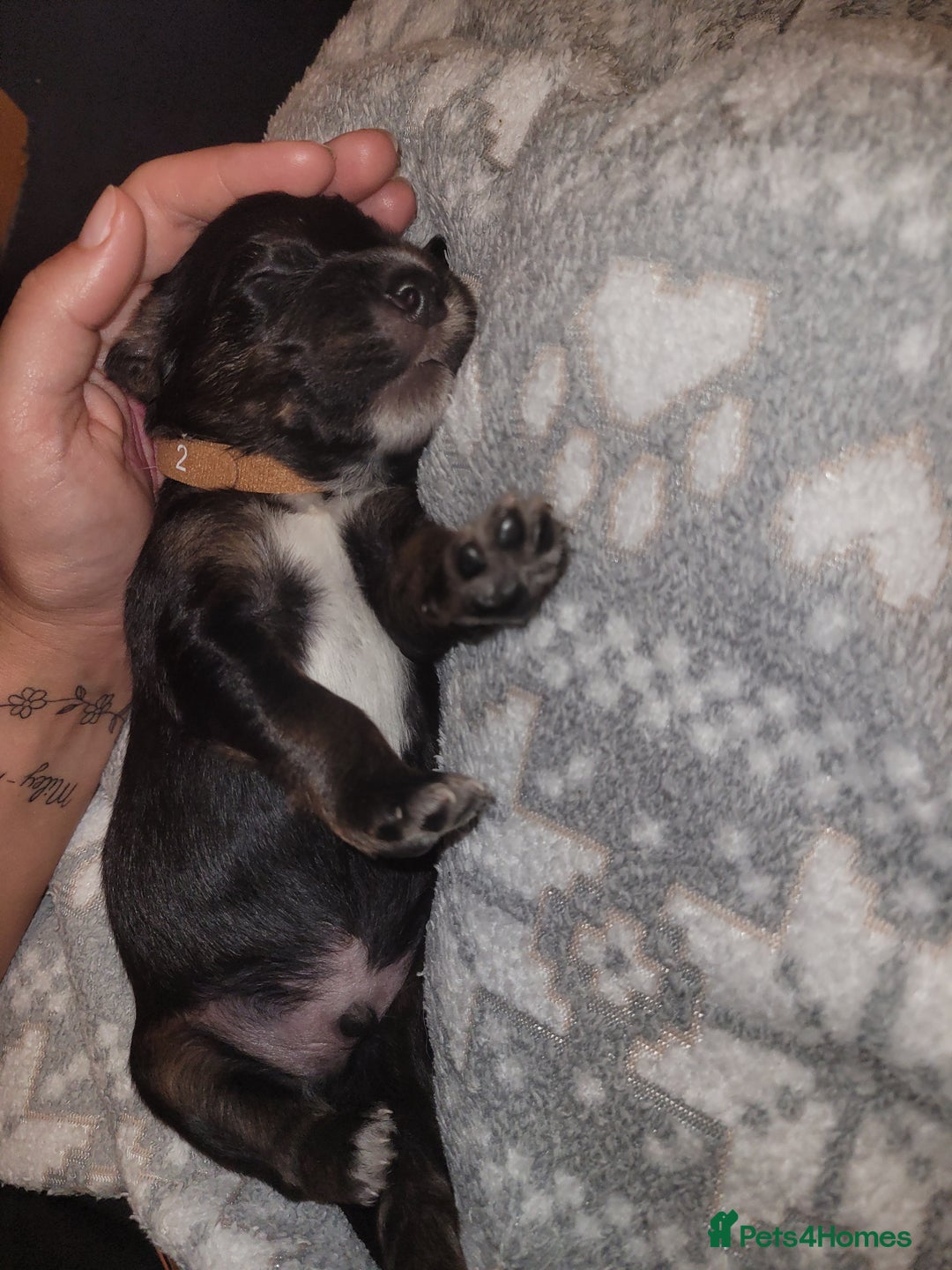 Mixed Breed dogs for sale: Border collie x irish/red setter puppies - Image 22