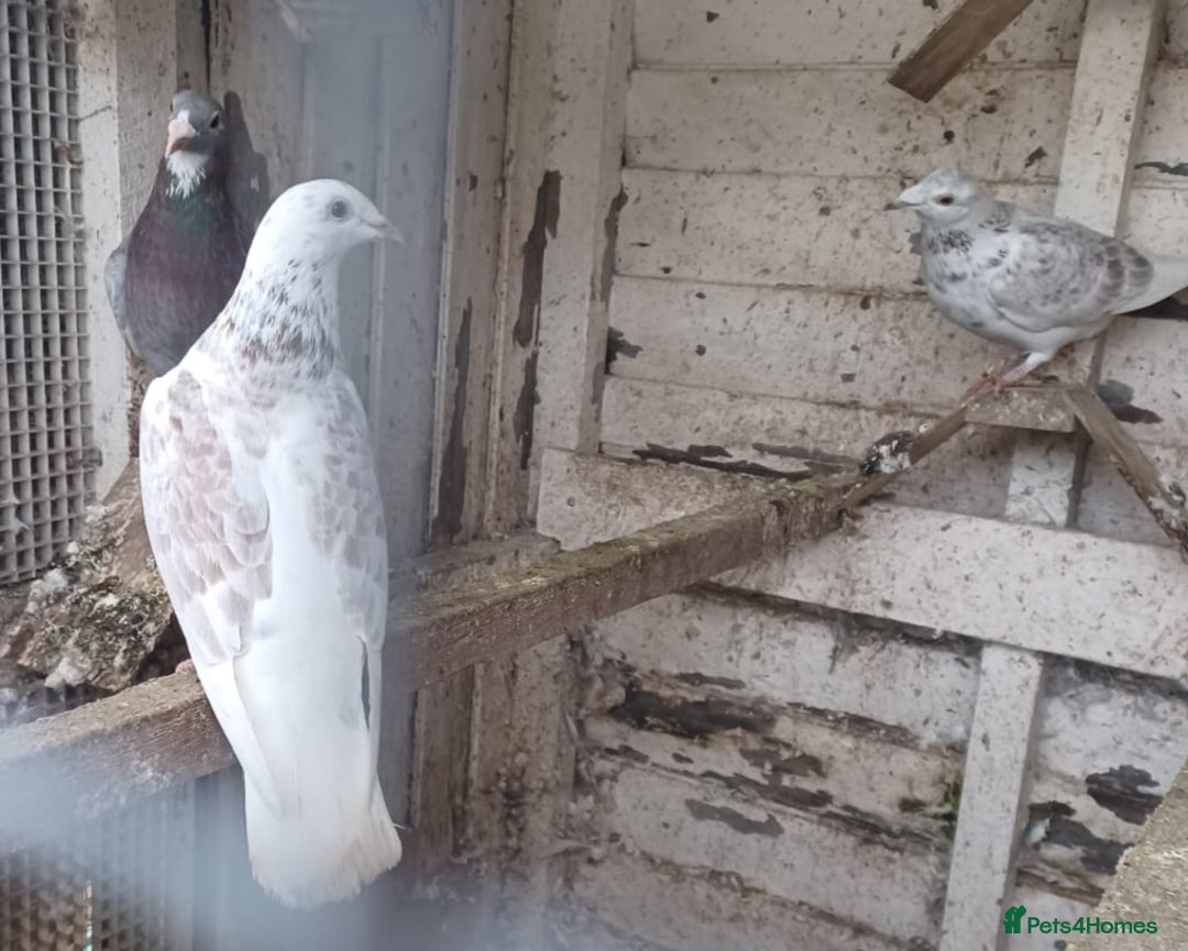 Pigeons birds for sale: Racing Pigeons for sale - Advert 3