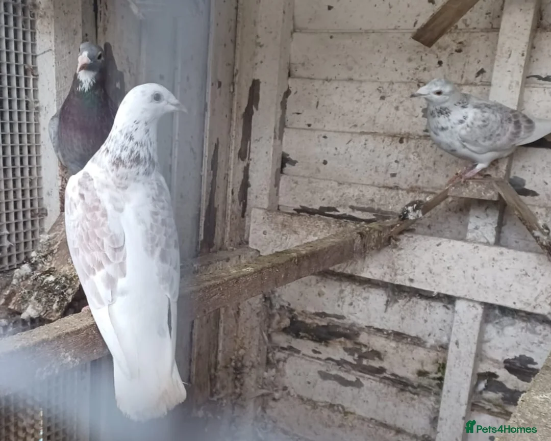 Pigeons birds for sale: Racing Pigeons for sale - Advert 3
