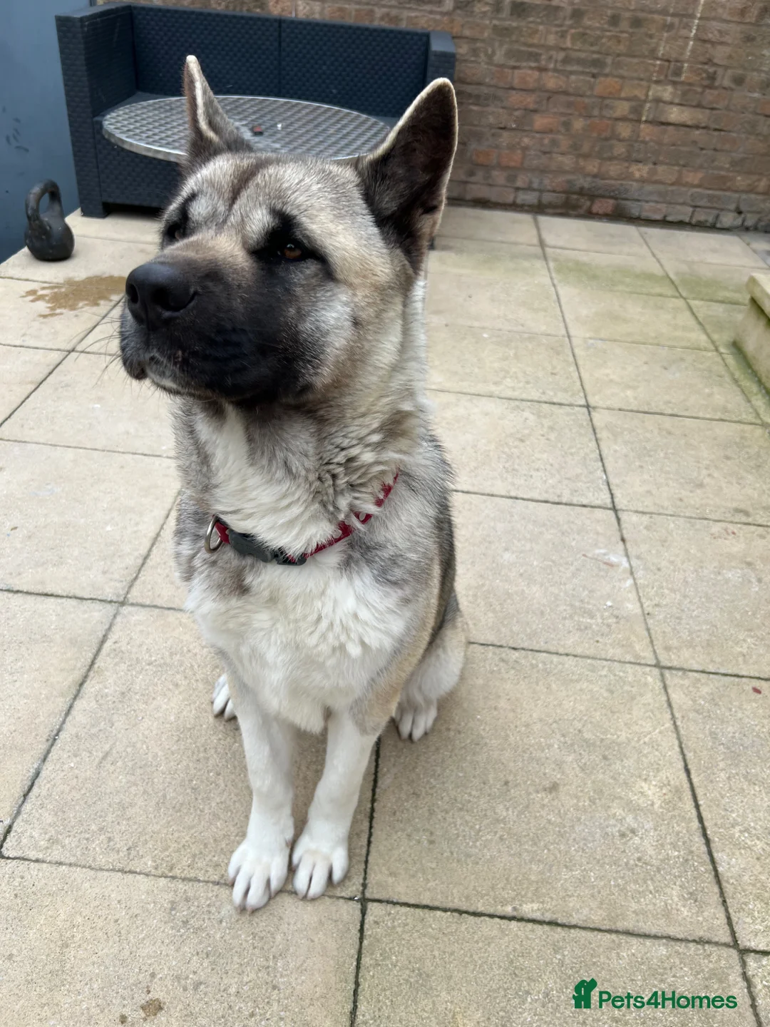 Akita dogs for sale: Akita -Loving Home Needed for My Dog  in Gravesend - Advert 2