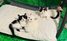 Mixed Breed cats for sale: 3 Beautiful Kittens - Image 12