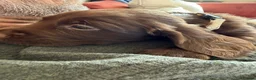 Sprocker dogs for sale: Gorgeous Chocolate Cocker Spaniel Puppies in Shrewsbury - Advert 7