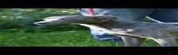 Mixed Breed dogs for sale: Bedlington whippet greyhound  - Advert 16