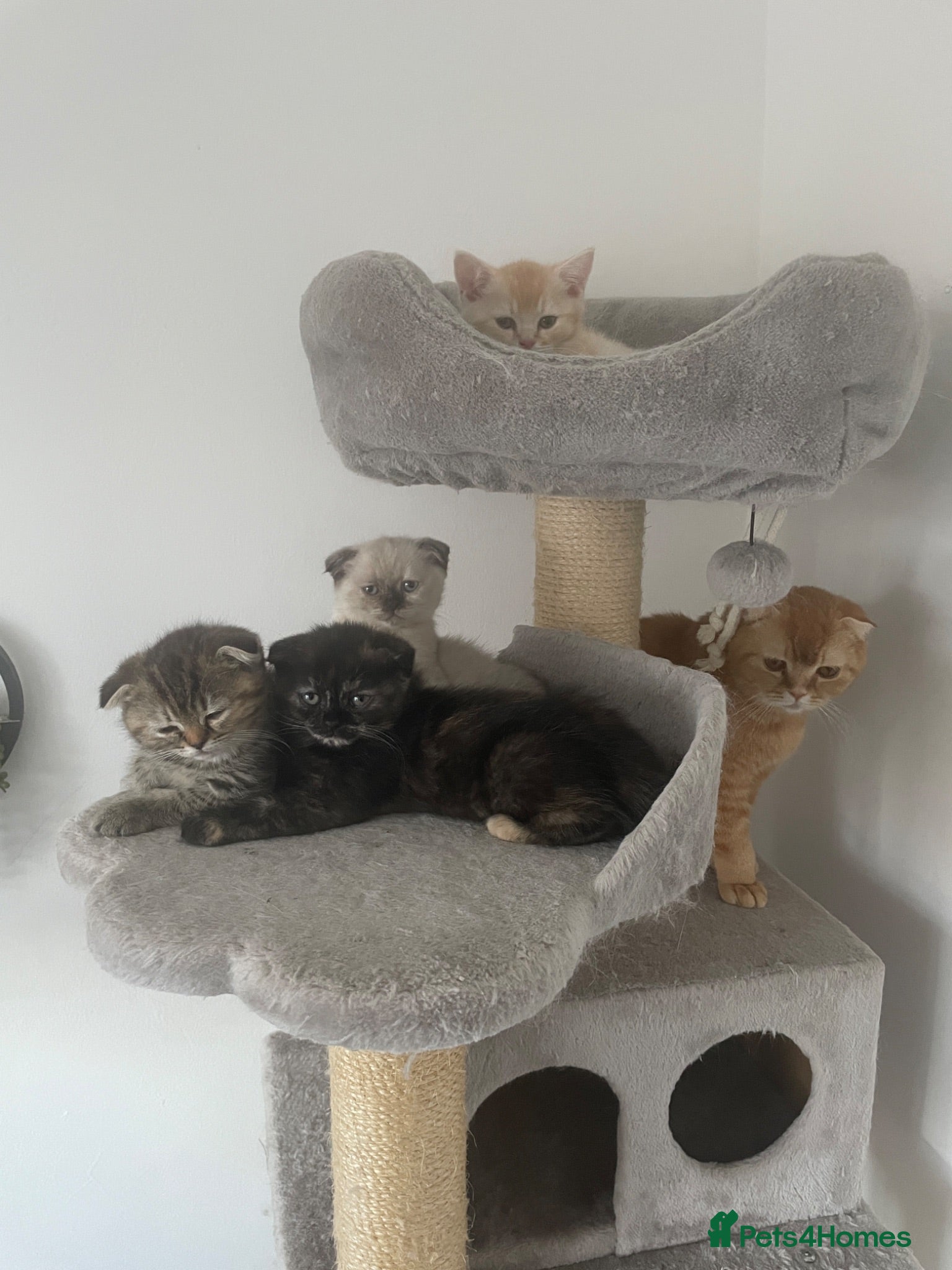 Scottish Fold cats     Meet Our 4 Sweet Scottish Fold Kittens - Advert 15