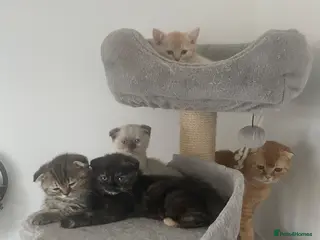 Scottish Fold cats Meet Our 4 Sweet Scottish Fold Kittens - Advert 15