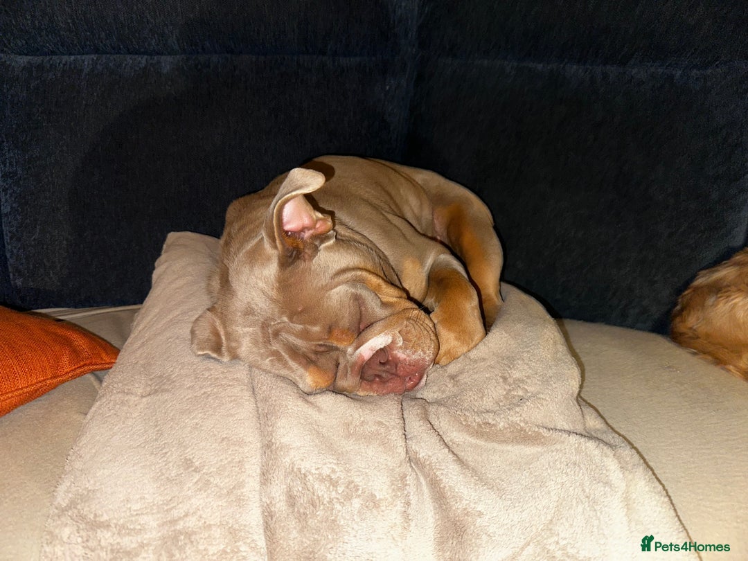 English Bulldog dogs for sale: 1 year old English bulldog - read description! - Image 5
