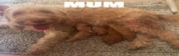 Cockapoo dogs for sale: ✨🐶 Stunning Golden F2 Cockapoo Puppies 🐶✨ - Advert 10
