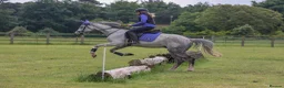 English Thoroughbred horses for sale: Mouse 9yo,16.2hh Dapple Grey Thoroughbred Gelding  - Advert 3