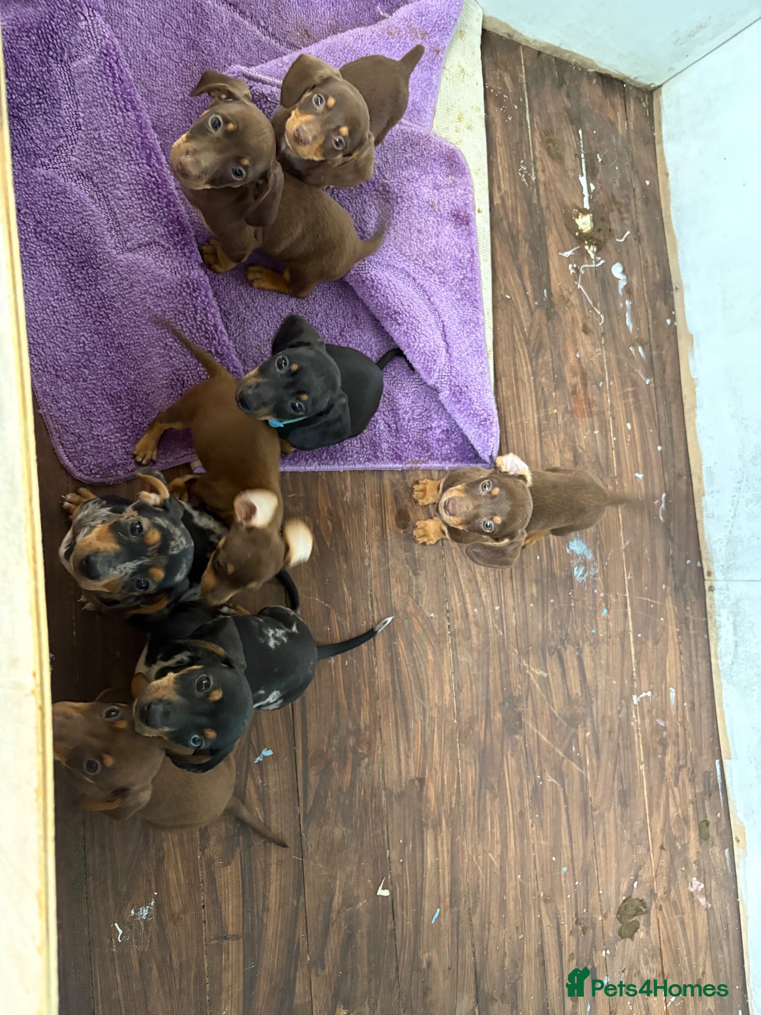 Jackshund dogs Dachshunds x jackrussell puppys - Advert 2