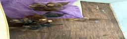 Jackshund dogs for sale: Dachshunds x jackrussell puppys - Advert 1