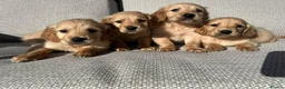 Golden Retriever dogs for sale: 🐾 Gorgeous Golden Retriever Puppies 🐾 in Swadlincote - Advert 3