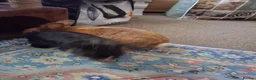 Mixed Breed rabbits for sale: Ginue pigs and rabbits in Scunthorpe - Advert 21